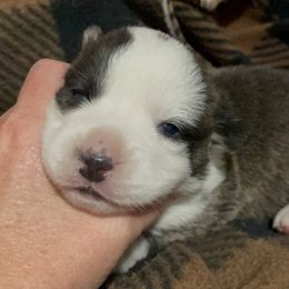 Pumpkin - Brindle and white female Cardigan Welsh Corgi puppy in Kerens, West Virginia from Leather & Lace