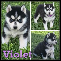 Violet - Black and white female Siberian Husky puppy in Merrill, Michigan from Haase Family Kennels