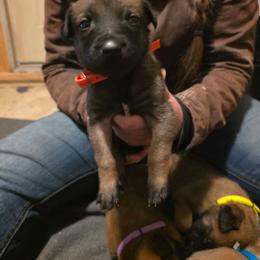 Orange - Fawn male Belgian Malinois puppy in Dillon, Montana from Apex K9 Center LLC