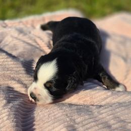 Java - Black tri female Miniature Australian Shepherd puppy in Paris, Texas from Blue Envy Mini Aussies