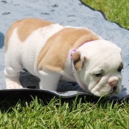Sammie - Bulldog puppy from MS Magnolia Bulldogs
