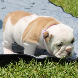 Sammie - Bulldog puppy from MS Magnolia Bulldogs