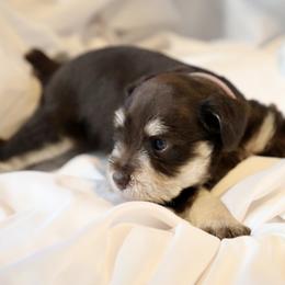 Ms. Pink - Liver female Miniature Schnauzer puppy in Pensacola, Florida from Reservoir Dogs