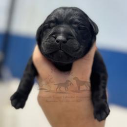 Yellow - Black male Labrador Retriever puppy in Beaverdam, Virginia from Riverside Sunset Labrador Retrievers