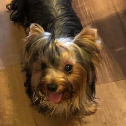 Diamond - Yorkshire Terrier