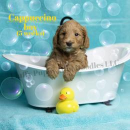 Cappuccino  YELLOW COLLAR  Boy 3500 - Red  male Goldendoodle puppy in Corona, California from Fluffy Puppy Mini Doodles LLC