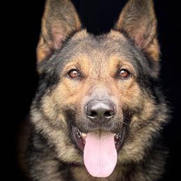 Rhaegar - German Shepherd