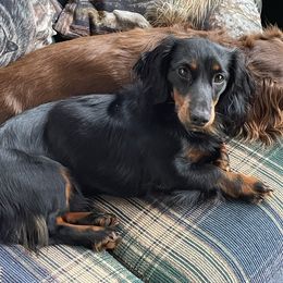 Weston - Dachshund