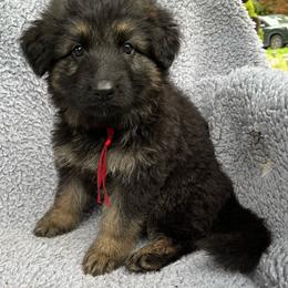 Vega - Black and red female German Shepherd puppy in Allentown, Pennsylvania from VMH Shepherds