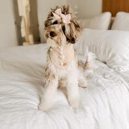 Saje - Goldendoodle
