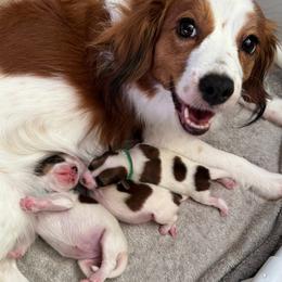 Nederlandse Kooikerhondje puppies from Danube Kooikerhondjes