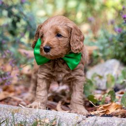 Loki - Red  Goldendoodle puppy in Centerville, Utah from Dean Doodles