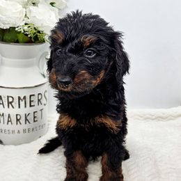 Twix - Phantom male Bernedoodle puppy in Neillsville, Wisconsin from Rose River Farms