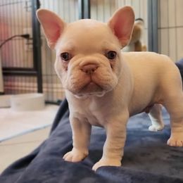 French Bulldog Puppies from HOI Frenchies