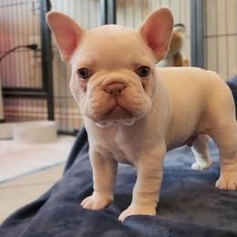 French Bulldog Puppies from HOI Frenchies