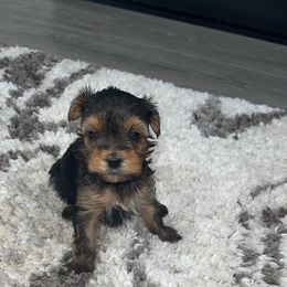 Girl 1 - Yorkshire Terrier puppy from Alvarado’s Yorkies