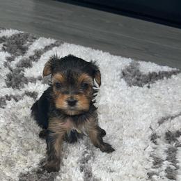 Girl 1 - Yorkshire Terrier puppy from Alvarado’s Yorkies