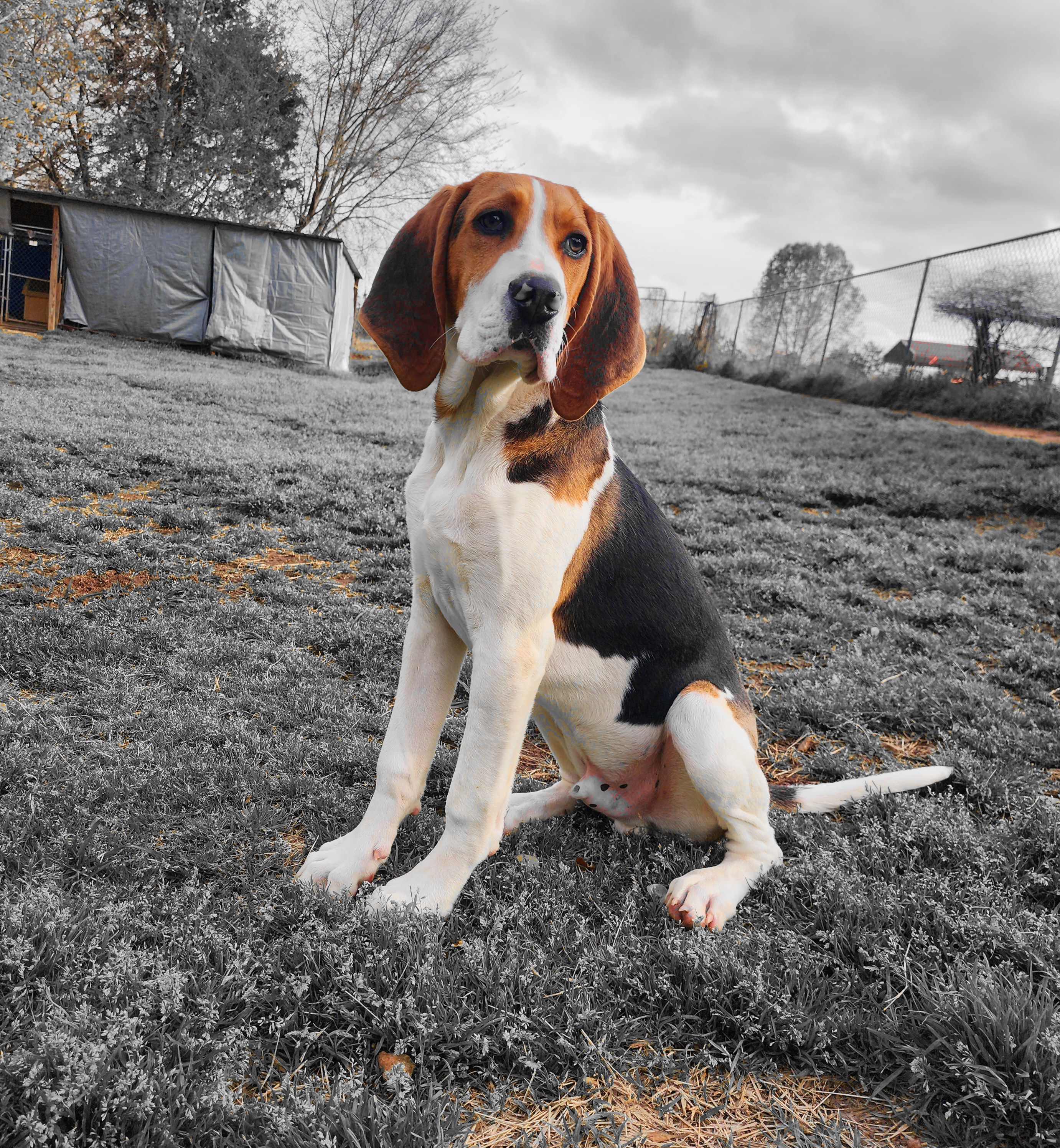Treeing Walker Coonhounds from Broken Road Kennel