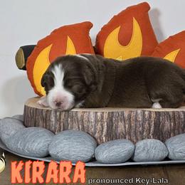 Australian Shepherd Puppies from Starlit Grove Australian Shepherds