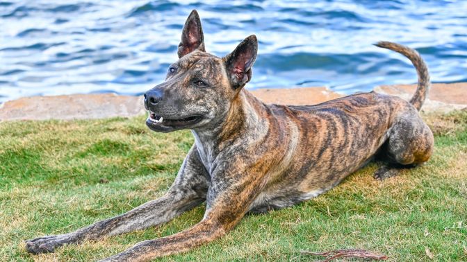Vietnamese Phú Quốc Ridgeback