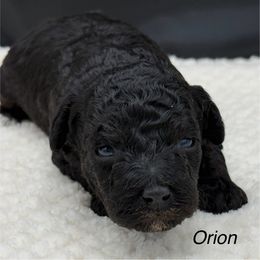 Orion - Brindle male Poodle puppy in Wheatland, California from Sapphire Ridge Poodles