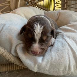 Lilo - Red tri-color female Australian Shepherd puppy in Grants Pass, Oregon from Carmel Mountain Aussies