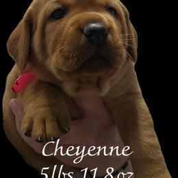 Cheyenne - Yellow female Labrador Retriever puppy in Sidney, Nebraska from Nebraska Strong Labradors