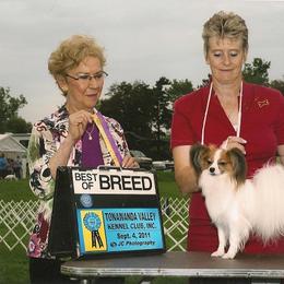 Papillon All Grown Up from Noble's Papillons