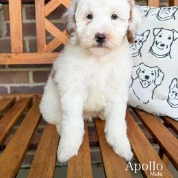Apollo - Parti male Goldendoodle puppy in Sunman, Indiana from Brunsman Country Doodles LLC
