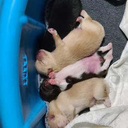 Pomeranian Puppies from Merri's Pom's