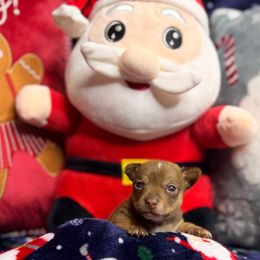 Bandit - Chocolate male Chihuahua puppy in Palm Coast, Florida from Fiesta Pups