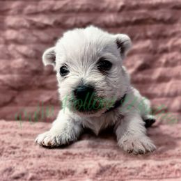 Purple - White female West Highland White Terrier puppy in Cleveland Tx, Texas from Pixie Hollow Westies