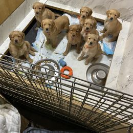 Golden Retriever puppies from Tiloula's Puppies