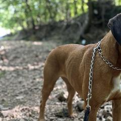 Boxers from Grand Lake Boxers