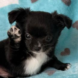 Veteran - Black and white male Chihuahua puppy in Doyle, California from Dreamy Divine Chihuahuas