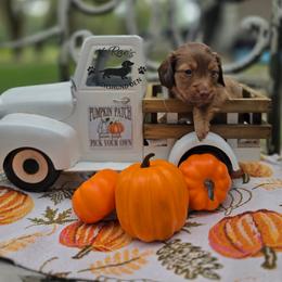 Cola - Chocolate male Dachshund puppy in Lady Lake, Florida from K Rae's Dachshunds