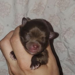 Boy 3 - Pomeranian puppy in Fort Lauderdale, Florida from El'Cienna Poms