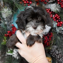 Rooster - Brown white and tan male Cockapoo puppy in Ellensburg, Washington from Dawn to Dusk Cockapoos
