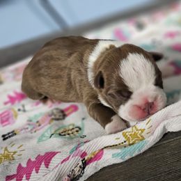 Boston Terrier Puppies from Bryn's AKC Bostons
