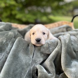 Golden Retriever Puppies from Clover Creek Goldens