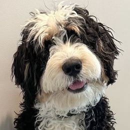 Picolo - Bernedoodle