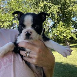Sam - Black and white male Boston Terrier puppy in Fillmore, Illinois from Wind Hill Puppies