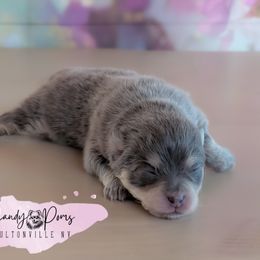Prada - Blue and tan female Pomeranian puppy in Fultonville, New York from Sandy Aussies & Pomeranians