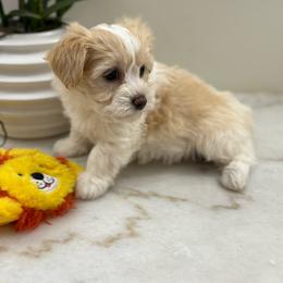 Lilly - Fawn female Havanese puppy in Semmes, Alabama from Hayden's Havanese