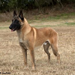 Hans - Belgian Malinois