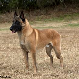 Hans - Belgian Malinois