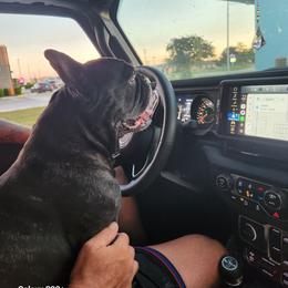 Jax - French Bulldog