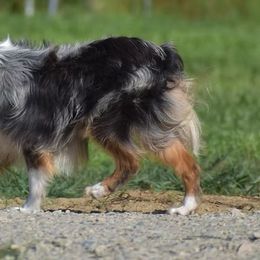 Mags - Miniature Australian Shepherd