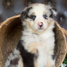 Reece-has tail-many videos - Blue merle female Australian Shepherd puppy in Troy, South Carolina from Australian Shepherds of 3/W Farms