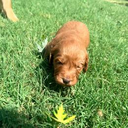 Gemma - female Goldendoodle puppy in Yukon, Oklahoma from Silver Barn Doodles